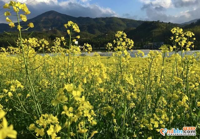 清新福建 | 宁德柘荣：畬村宝鉴宅四月油菜花 春满天地间-1.jpg