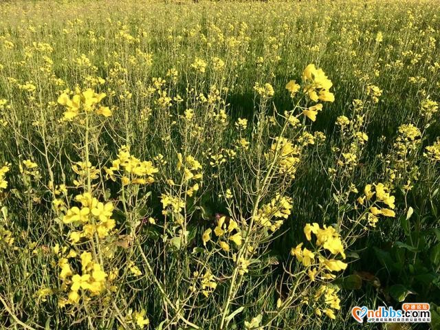 清新福建 | 宁德柘荣：畬村宝鉴宅四月油菜花 春满天地间-2.jpg