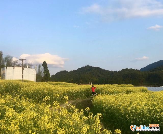 清新福建 | 宁德柘荣：畬村宝鉴宅四月油菜花 春满天地间-3.jpg