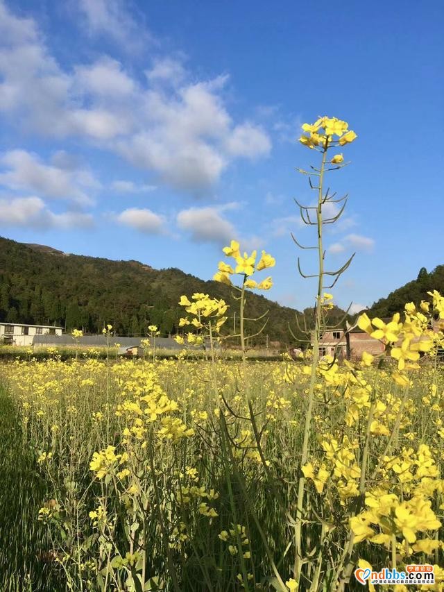 清新福建 | 宁德柘荣：畬村宝鉴宅四月油菜花 春满天地间-4.jpg