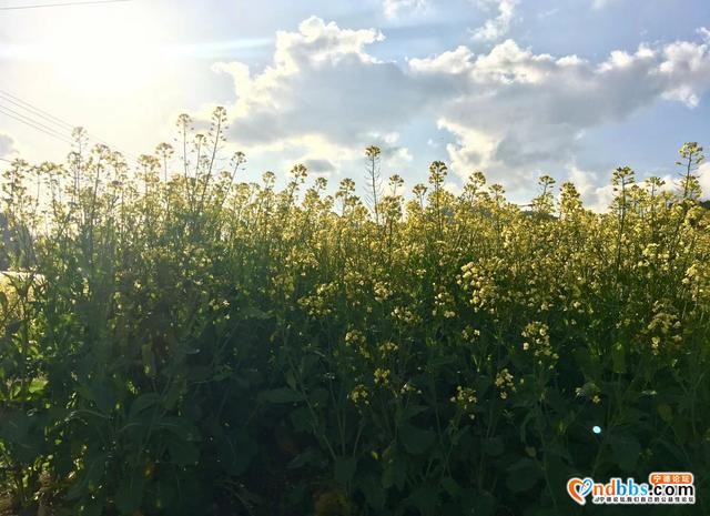 清新福建 | 宁德柘荣：畬村宝鉴宅四月油菜花 春满天地间-6.jpg