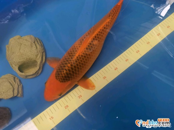 福安减密出几只锦鲤，卖个饲料钱，自提或者宁德地区寄车-1.jpg
