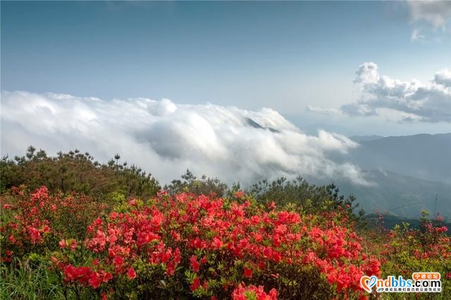 每日一景 | 宁德古田：高岗杜鹃美如画-3.jpg