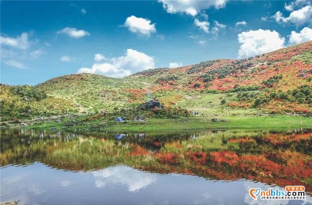 每日一景 | 宁德古田：高岗杜鹃美如画-1.jpg