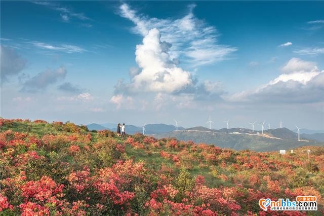 每日一景 | 宁德古田：高岗杜鹃美如画-6.jpg