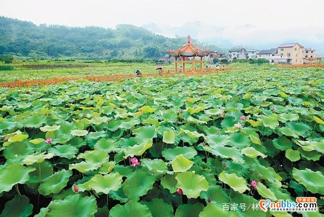 蕉城九都镇美景-7.jpg