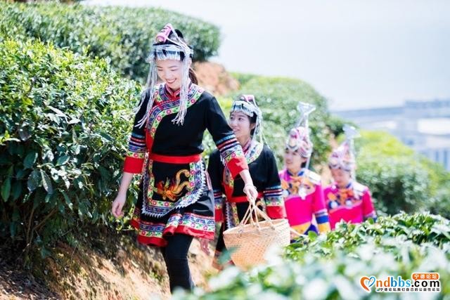 一座拥有青青茶园的生态核电站-2.jpg