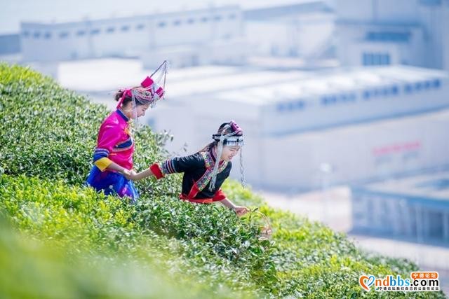 一座拥有青青茶园的生态核电站-3.jpg