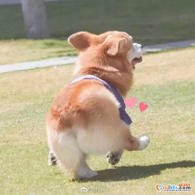 宁德养狗的人们注意了！5月1日起，违者重罚-1.jpg