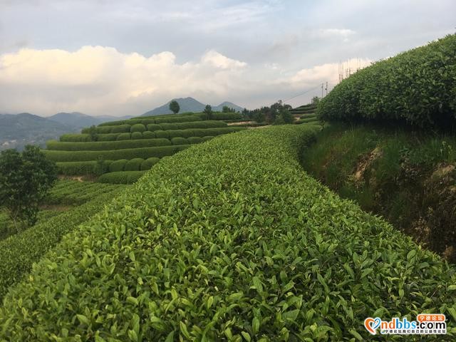 清新福建｜宁德柘荣宅中：后垅醉美茶园-2.jpg