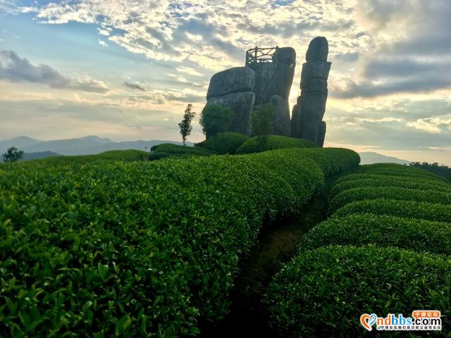 清新福建｜宁德柘荣宅中：后垅醉美茶园-3.jpg