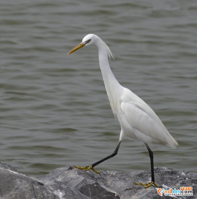 仙气飘飘！“白色精灵”黄嘴白鹭现身福建霞浦-7.jpg