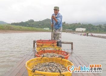 宁德霞浦：又是一年海蛏丰收季-1.jpg