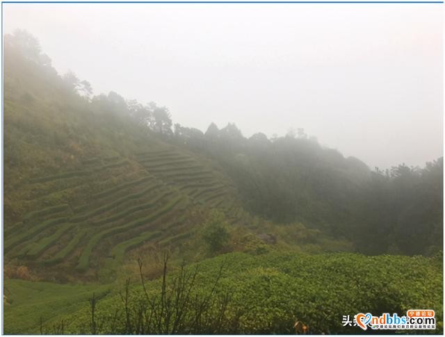 喜讯！柏柱洋入选“全国百条红色茶乡旅游精品路线”名录-9.jpg