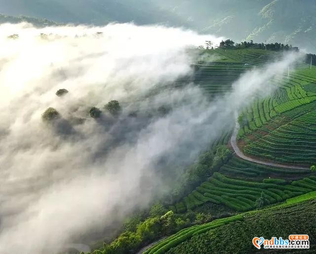 宁德 | 一叶春天，醉在宁德（上篇）-9.jpg