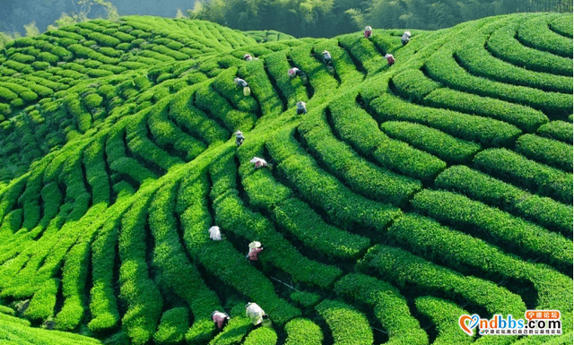 宁德 | 一叶春天，醉在宁德（上篇）-23.jpg