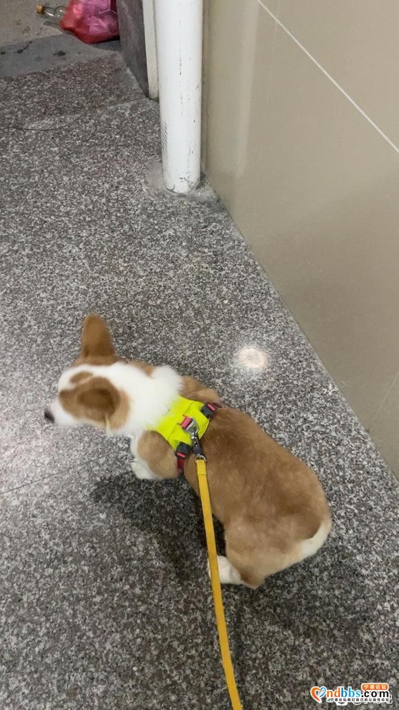 柯基犬疫苗齐全6个月大因为工作原因转让1500元-1.jpg