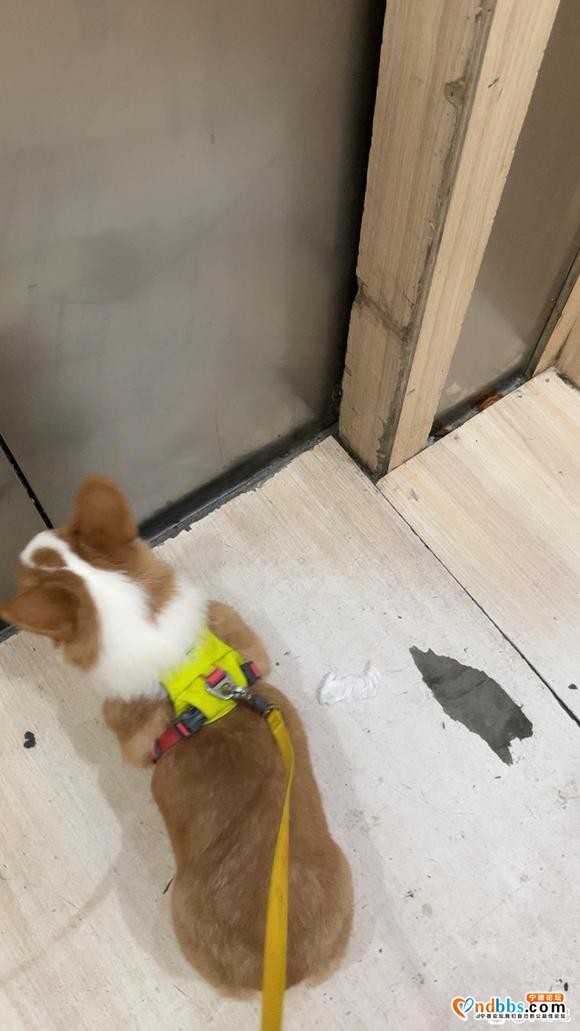 柯基犬疫苗齐全6个月大因为工作原因转让1500元-2.jpg