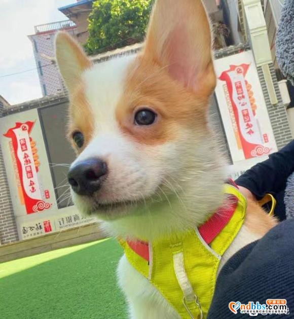 柯基犬疫苗齐全6个月大因为工作原因转让1500元-3.jpg