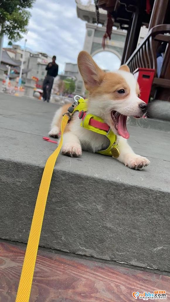 柯基犬疫苗齐全6个月大因为工作原因转让1500元-5.jpg