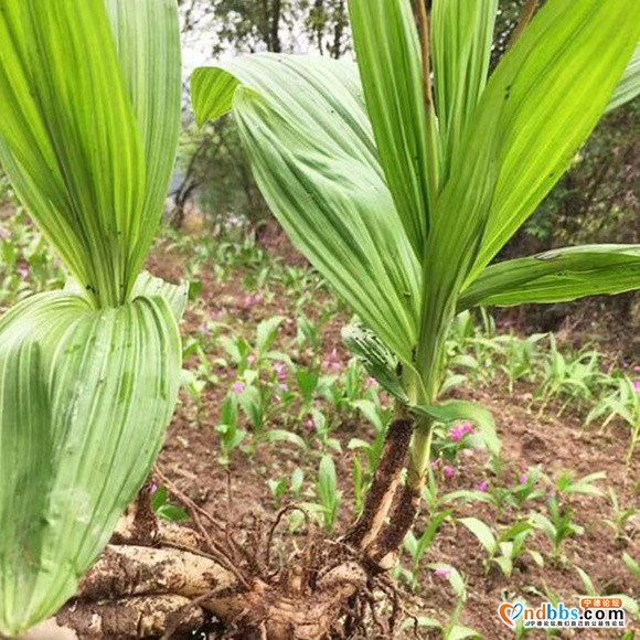#药材白芨#块茎可药用，也可以作观赏植物，大量出售，欢迎咨询-4.jpg