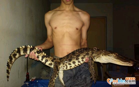 你们谁养鳄鱼-8.jpg