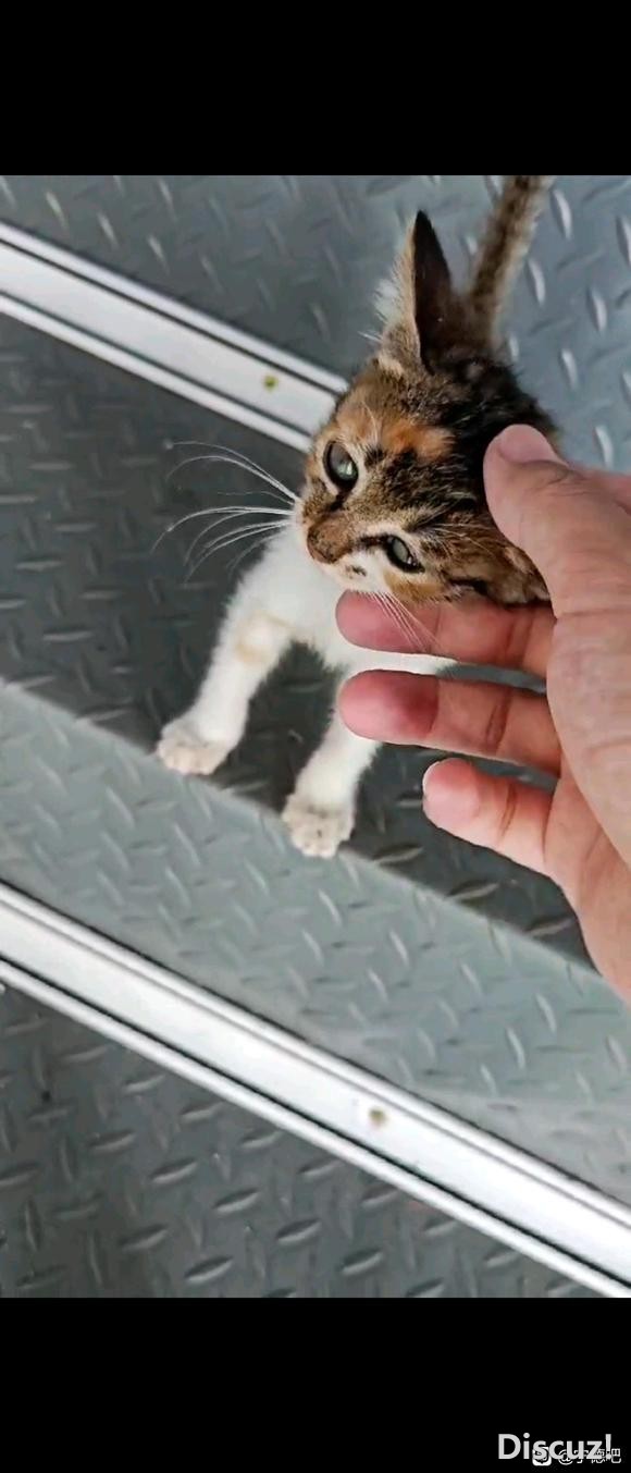 猫狗寻领养-1.jpg