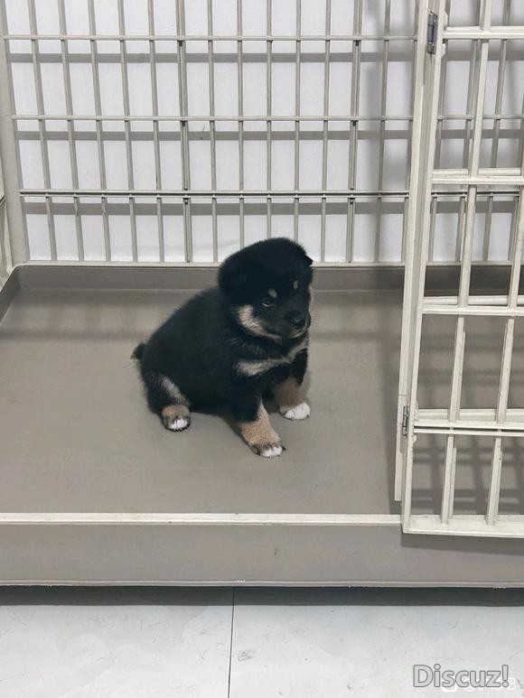 日本的土狗-2.jpg