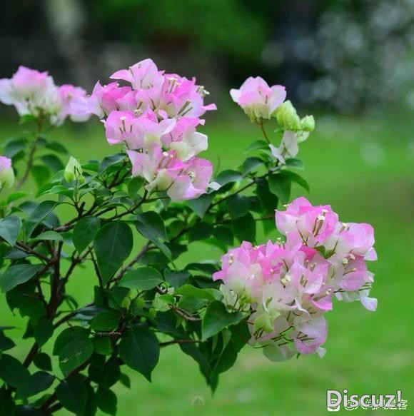 生活本应该像花一样，充满美丽和多姿多彩。-2.jpg