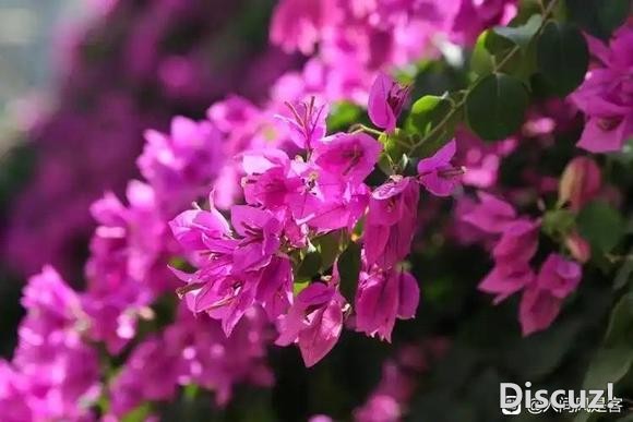 生活本应该像花一样，充满美丽和多姿多彩。-3.jpg