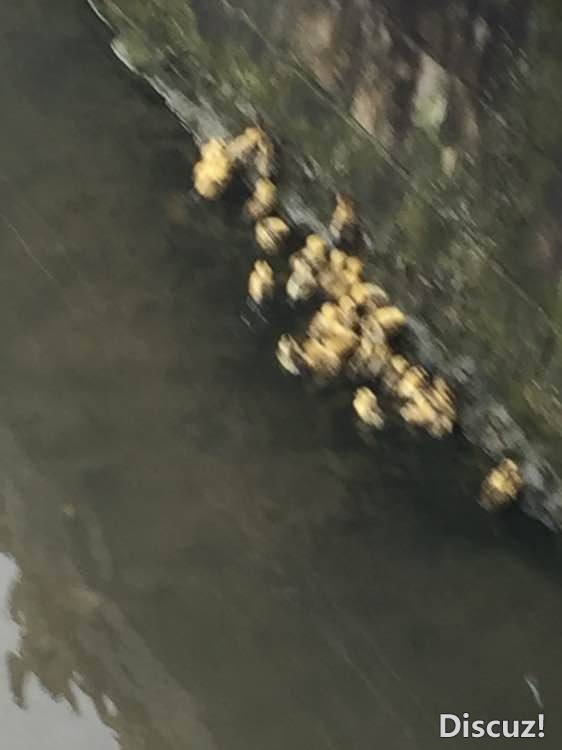 谁来救救这些可怜被抛弃的鸭子，在东湖市场阳光谷右掉点-2.jpg