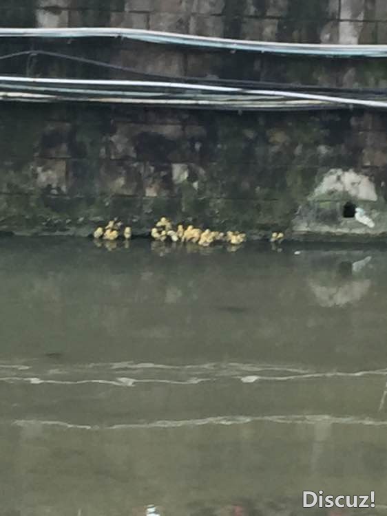 谁来救救这些可怜被抛弃的鸭子，在东湖市场阳光谷右掉点-3.jpg