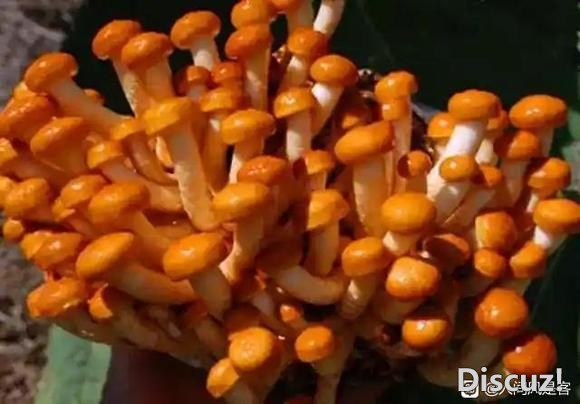 中国•宁德古田食用菌之都-2.jpg