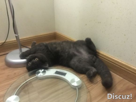 宁德有木有的年幼的橘猫-2.jpg