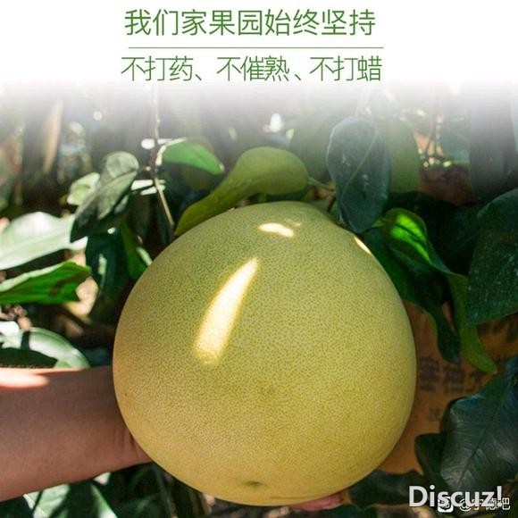 广东梅州蜜柚-4.jpg