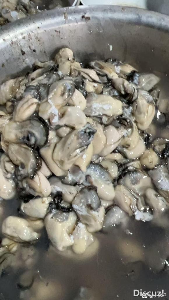 福建宁德霞浦海蛎。生蚝肉-3.jpg